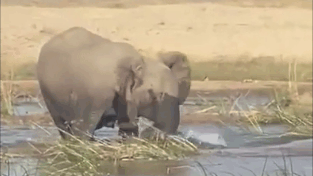 Video: Cả gan trêu chọc voi, "sát thủ đầm lầy" phải trả giá đắt