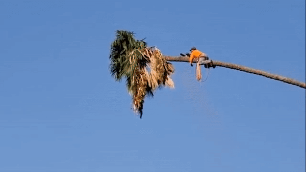 Video: Trổ tài chặt cây, "cưa thủ" khiến nhiều người "rụng tim" khi ôm cây vắt vẻo giữa trời