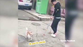 Video: Chó "lầy lội" cố tình 'trêu' nam thanh niên bằng cách nhại dáng đi cà nhắc