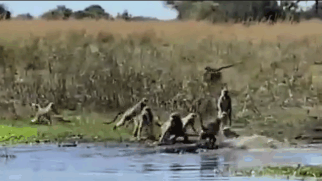 Video: Khỉ đầu chó tấn công cá sấu cứu đồng loại và cái kết