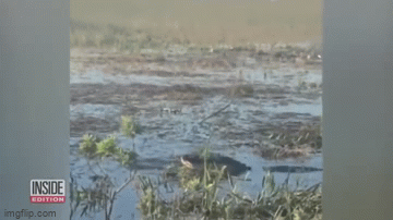 Video: Cá sấu nuốt chửng thiết bị bay không người lái
