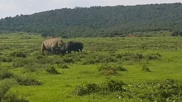 Video: Cả gan đối đầu tê giác, trâu rừng hứng cú húc tử thần