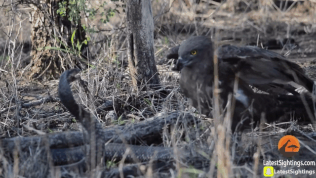 video ho mang chua li lom danh bat dai bang