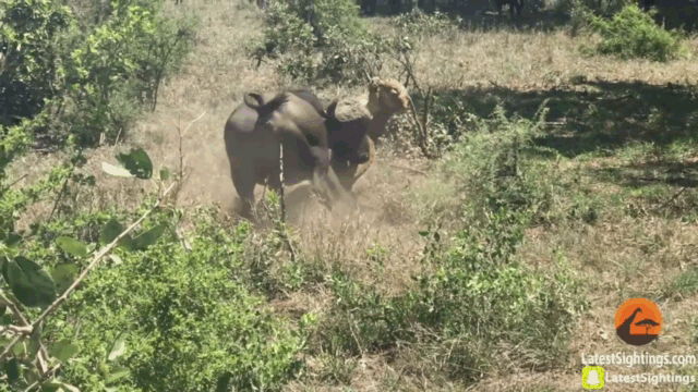 video dang nam ngu mo mang su tu bi trau rung lao toi huc vang