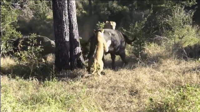 Video: Tử chiến suốt 5 giờ, trâu rừng đơn độc vẫn khiến 2 sư tử "đại bại"