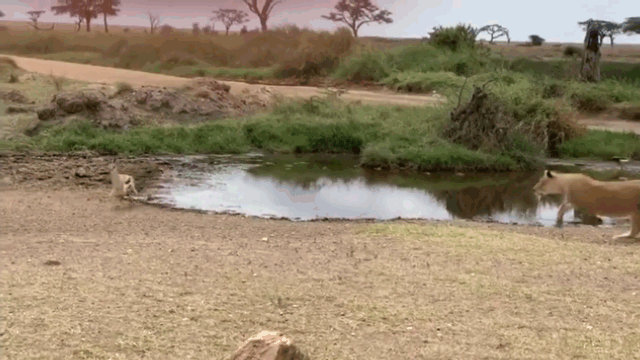 Video: Pha "bẻ lái" bất ngờ, linh dương khiến sư tử bẽ bàng