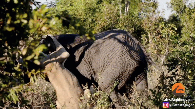 video ca gan tan cong voi rung su tu nhan cai ket dau dieng