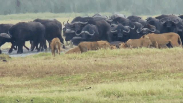 Video: Đàn trâu rừng cả trăm con ùn ùn kéo tới uy hiếp sư tử để cứu đồng loại