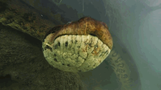 Video: Thợ lặn "chạm mặt" trăn Anaconda dài 7 mét dưới lòng sông