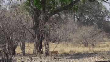 video bao hoa mai an nap tren cay bat ngo sa xuong doat mang linh duong trong tich tac