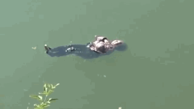 Video: Vô tình rơi xuống sông, cụ bà bình tĩnh áp dụng chiêu thức cứu mạng đỉnh cao