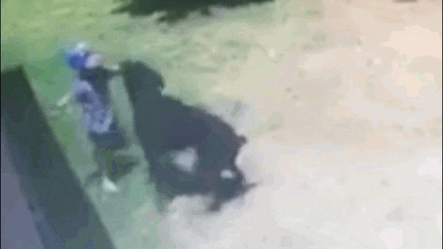 Video: Đang chơi đùa, bé 3 tuổi bất ngờ bị chó Rottweiler tấn công "điên cuồng"