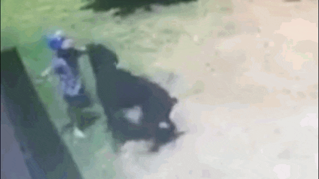 video dang choi dua be 3 tuoi bat ngo bi cho rottweiler tan cong dien cuong