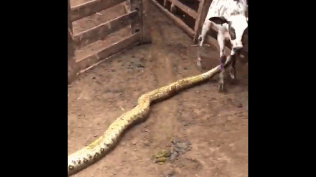 video mo vao chuong dinh nuot be con tran khong lo bat ngo bi tom song