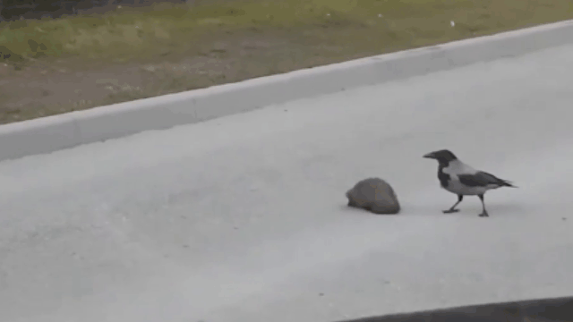 video qua khoang nhiet tinh un nhim bang qua duong