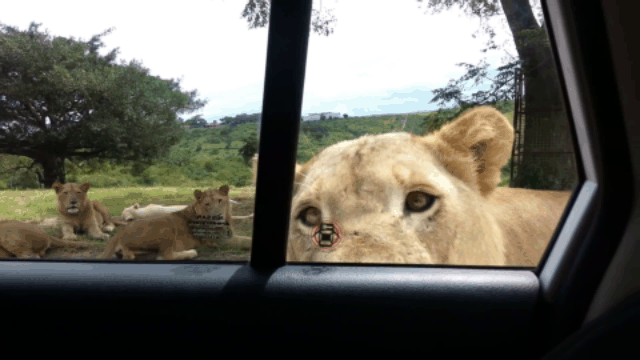 Video: Sư tử mở tung cửa ô tô khiến du khách thất kinh