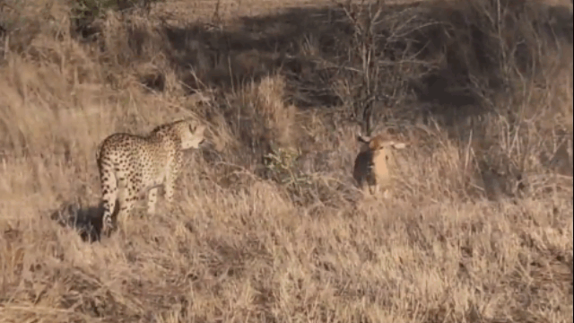 video bi bao dom truy sat linh duong bat ngo co hanh dong la khien ke di san dung hinh