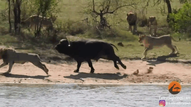 Video: Trâu rừng bị sư tử và cá sấu truy sát trên sông