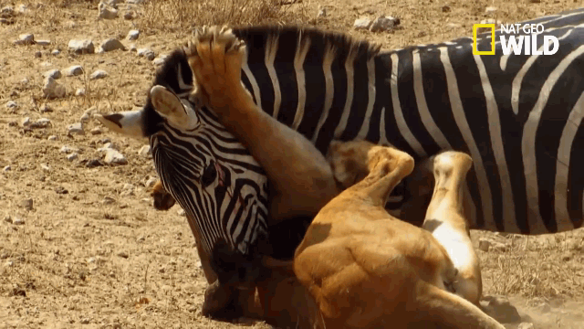 Video: Sư tử hoảng loạn tháo chạy khi bị ngựa vằn cắn trúng sườn