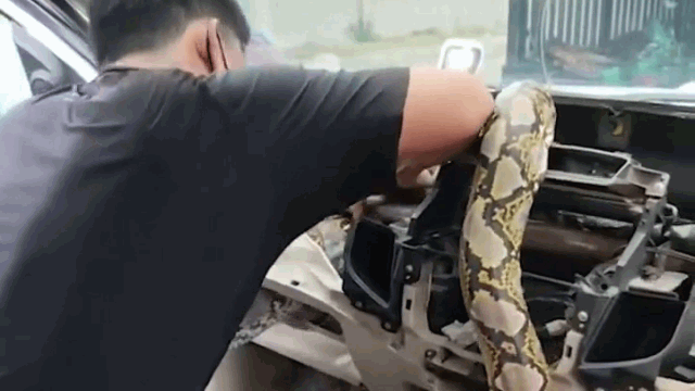Video: Trăn khủng dài 4 mét núp trong ô tô khiến tài xế hoảng hồn