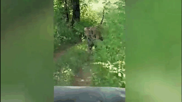 video bi ho du ruot duoi nhom du khach hoang loan phong xe chay bat mang