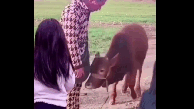Video: Cảm động cảnh chú bò quỳ gối trước người nuôi dưỡng khi bị bán