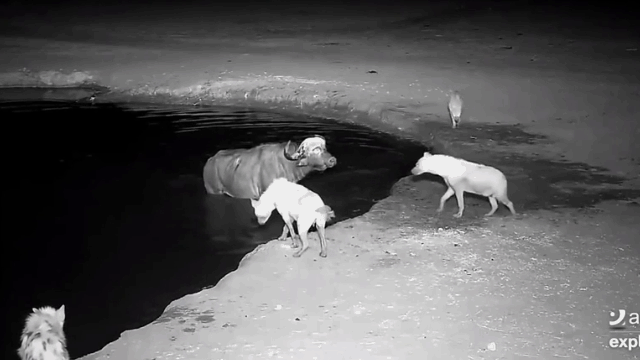 video bi truy sat trau rung thoat chet nho phan ung cuc bat ngo