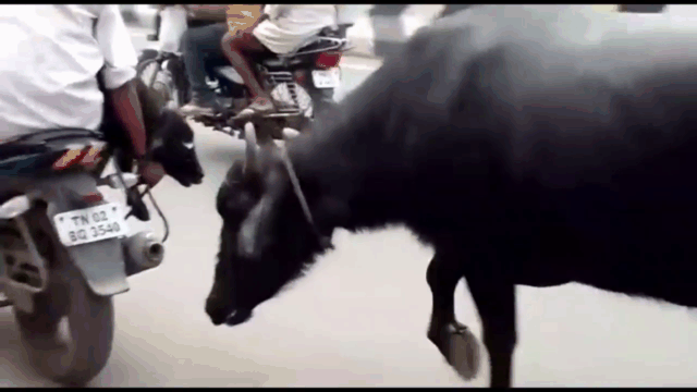 video trau me quyet bam theo xe may cho trau con va cai ket