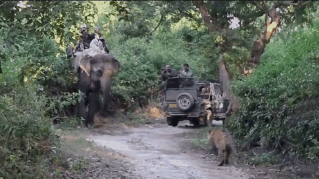 Video: Hổ dữ bất ngờ lao ra giữa đường tấn công voi rồi sau đó quay đầu tháo chạy
