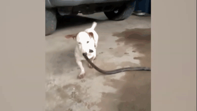 video soc canh cho giet chet ran roi ngoam co loi ve nha