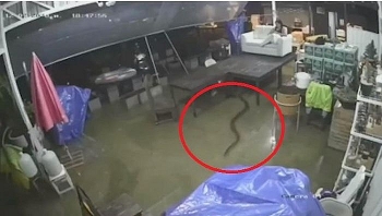 Video: Gia chủ thất kinh khi thấy hổ mang chúa dài 4m ngoe nguẩy trườn vào nhà