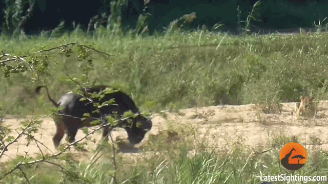 video thay ky da sap sua bi su tu ket lieu trau rung voi vang lao toi nhu bay tung don cuu the