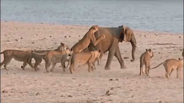 video voi con bi dan su tu ha sat va cai ket ngoan muc