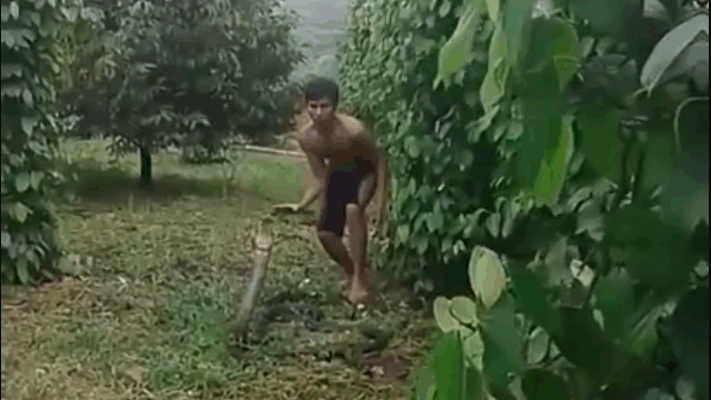 video thanh nien dung tay khong tom gon ho mang khong lo trong vuon