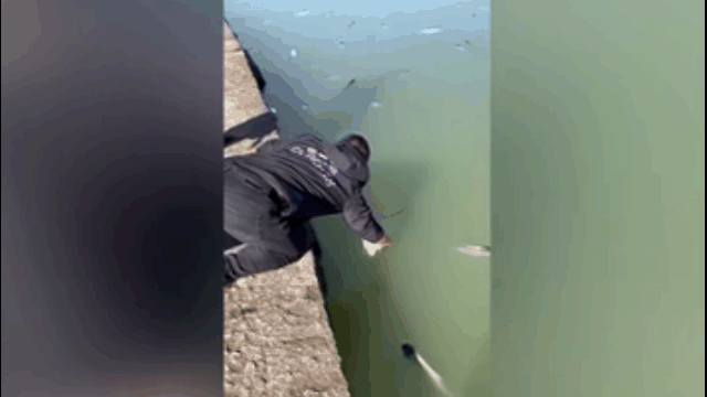 Video: Hi hữu cảnh hàng nghìn con cá "say rượu" nổi lên dày đặc mặt hồ