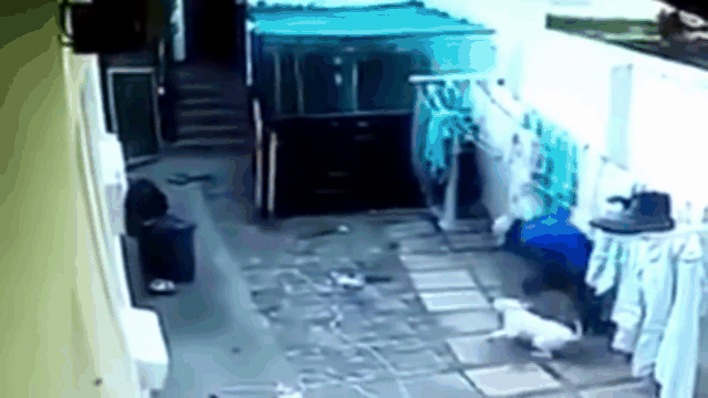Video: Đi trộm gặp ngay 2 chú chó Pitbull, thanh niên phi thân chạy trối chết