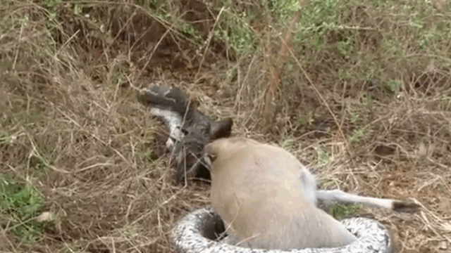 Video: Bị sừng linh dương đâm vào họng, trăn đá vật vã đau đớn