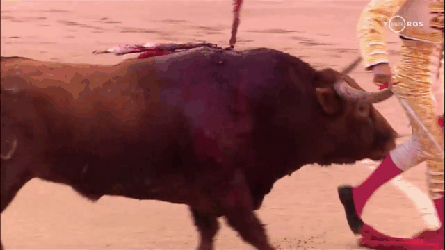 video dau si suyt mat mang vi bi bo tot huc vang len khong