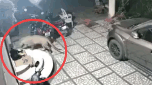 Video: Báo đốm đột nhập, tung đòn tấn công chó nhà