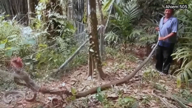 video ca p ho mang chu a to bang bap chan ba t ngo gap nan trong vuo n