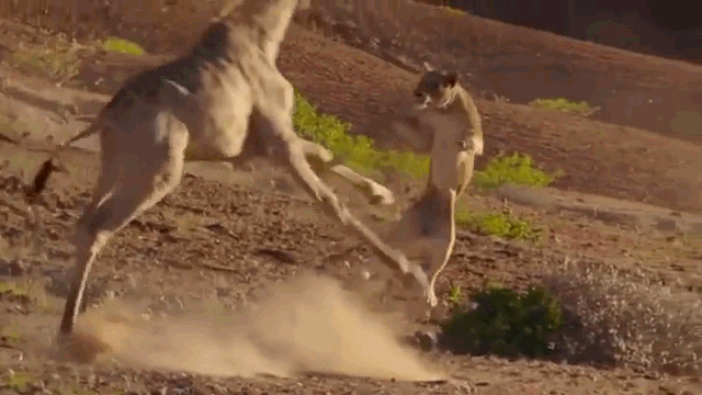 Video: Bay người lên định cắn hươu cao cổ, sư tử nhận ngay kết đắng