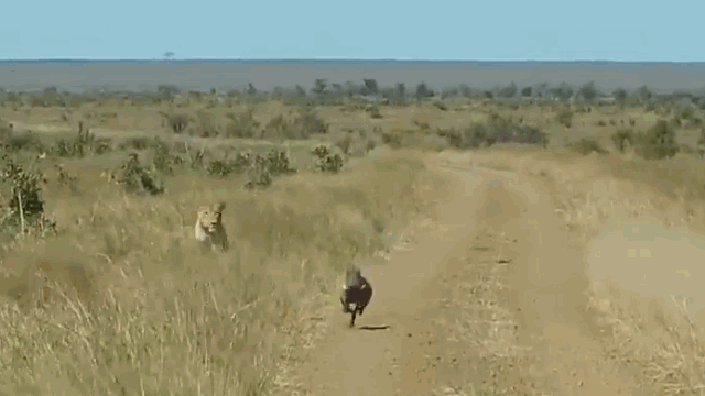 Video: Lợn bướu đen đủi tự lao đến nộp mạng cho 2 con sư tử
