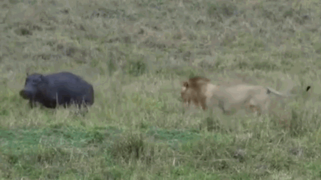 Video: Sư tử đực bay người, hạ gục hà mã trong chớp mắt