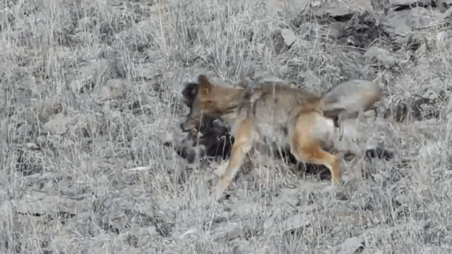 Video: Chó sói đưa sư tử núi vào thế "khó"