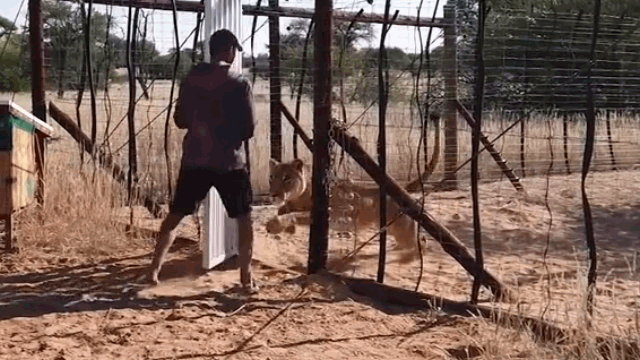 Video: Người đàn ông bị sư tử vồ ngã và diễn biến cảm động phía sau