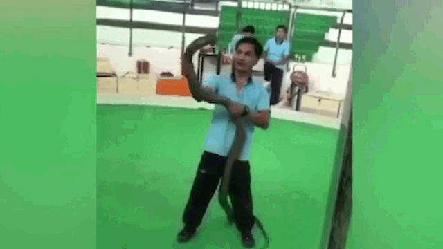 Video: Đang say sưa biểu diễn, người đàn ông bất ngờ bị hổ mang chúa cắn trúng tay