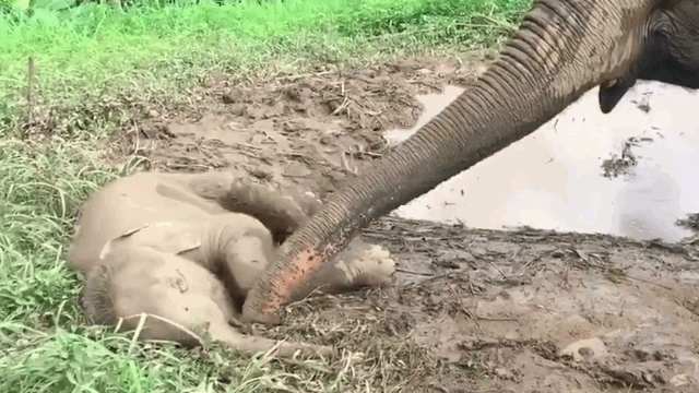 video thay con nam bat dong voi me voi to i kiem tra hoi tho va ca i ke t