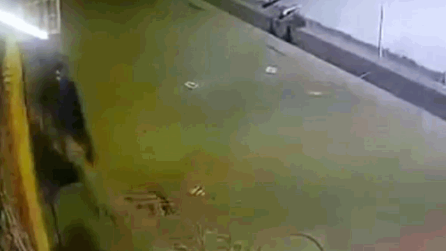 video bao hoa mai dot ngot lao toi vo nga nguoi dan ong