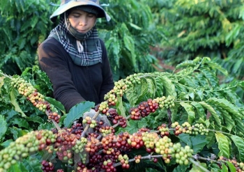 algeria la thi truong tiem nang cho hang nong san thuc pham viet