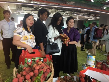 hop luc dua vai thieu viet nam vuon ra the gioi